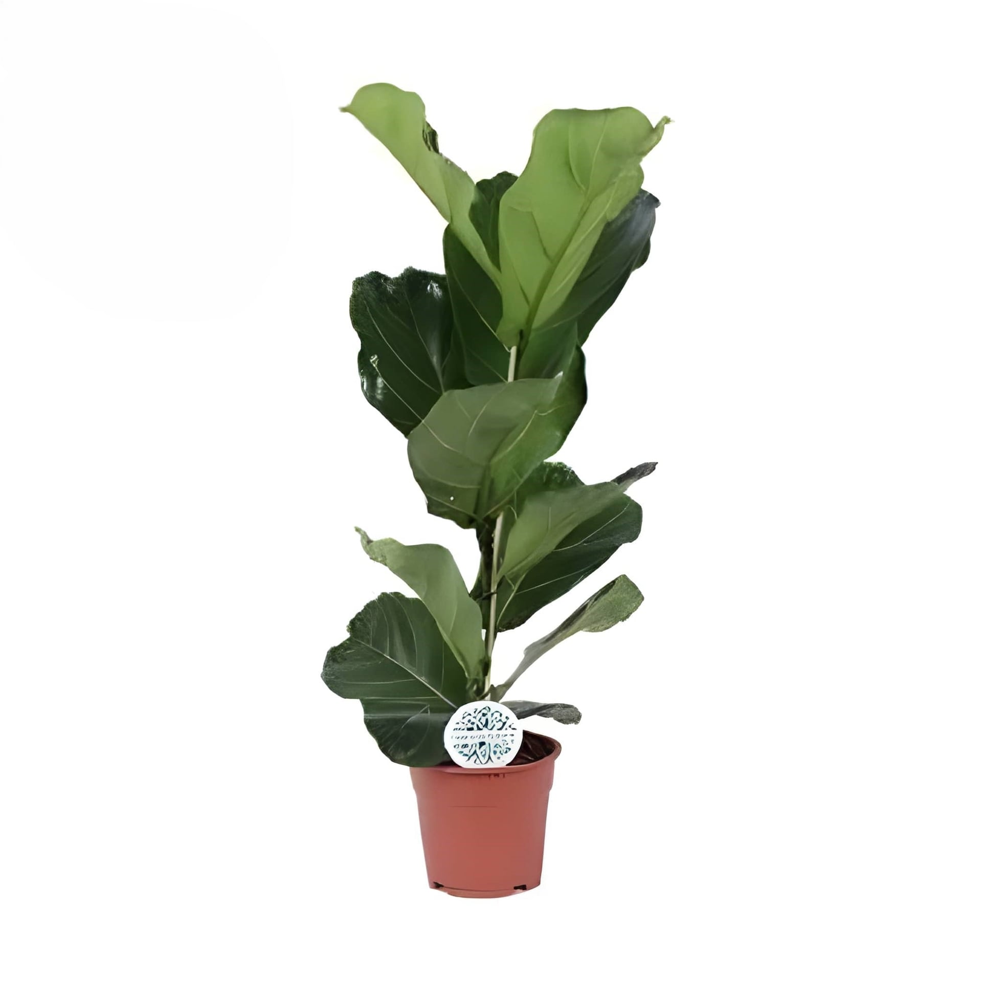 Фикус лирата Ficus lyrata C21 / H90