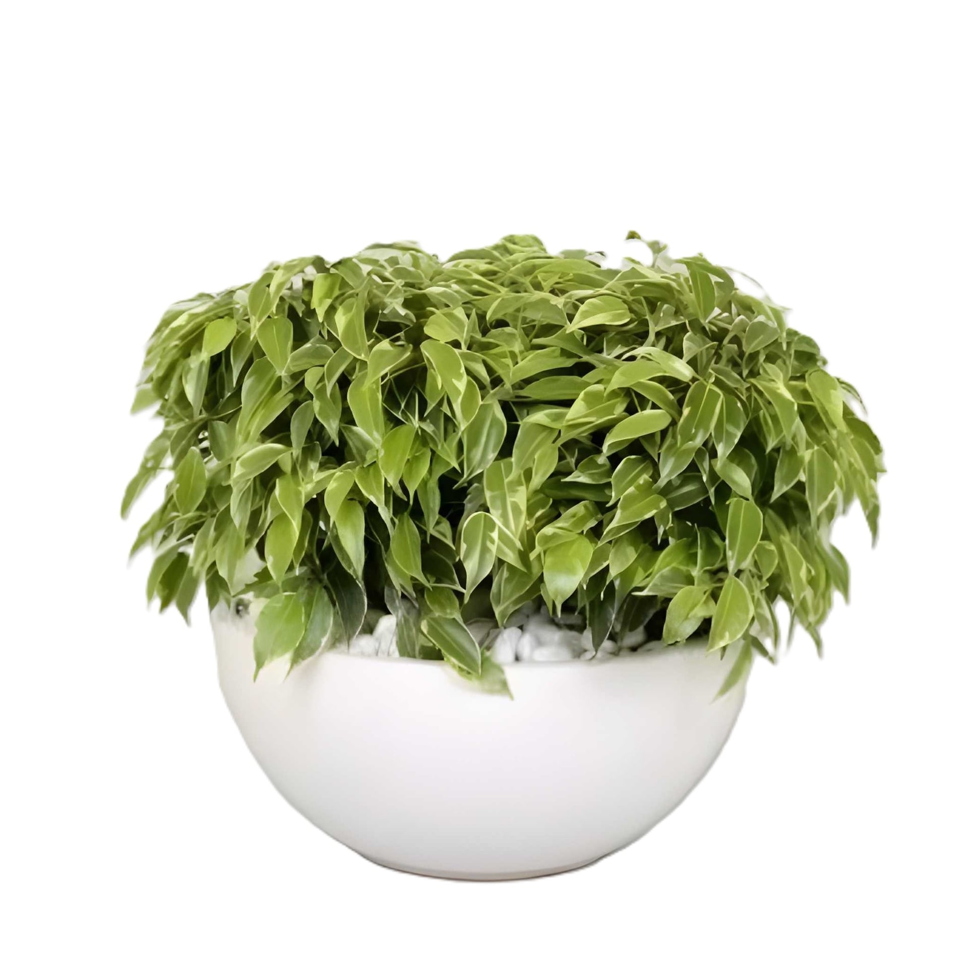Фикус кинки в купа Ficus kinki bowl D25