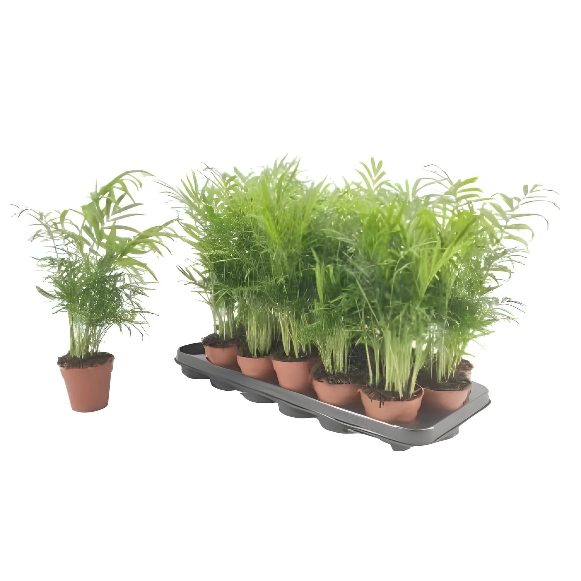 Хемедореа елеганс Hemedorea elegns C9 / H30