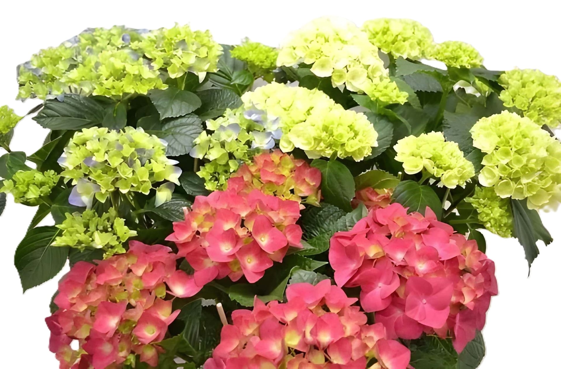 Хидрангея Hydrangea C14