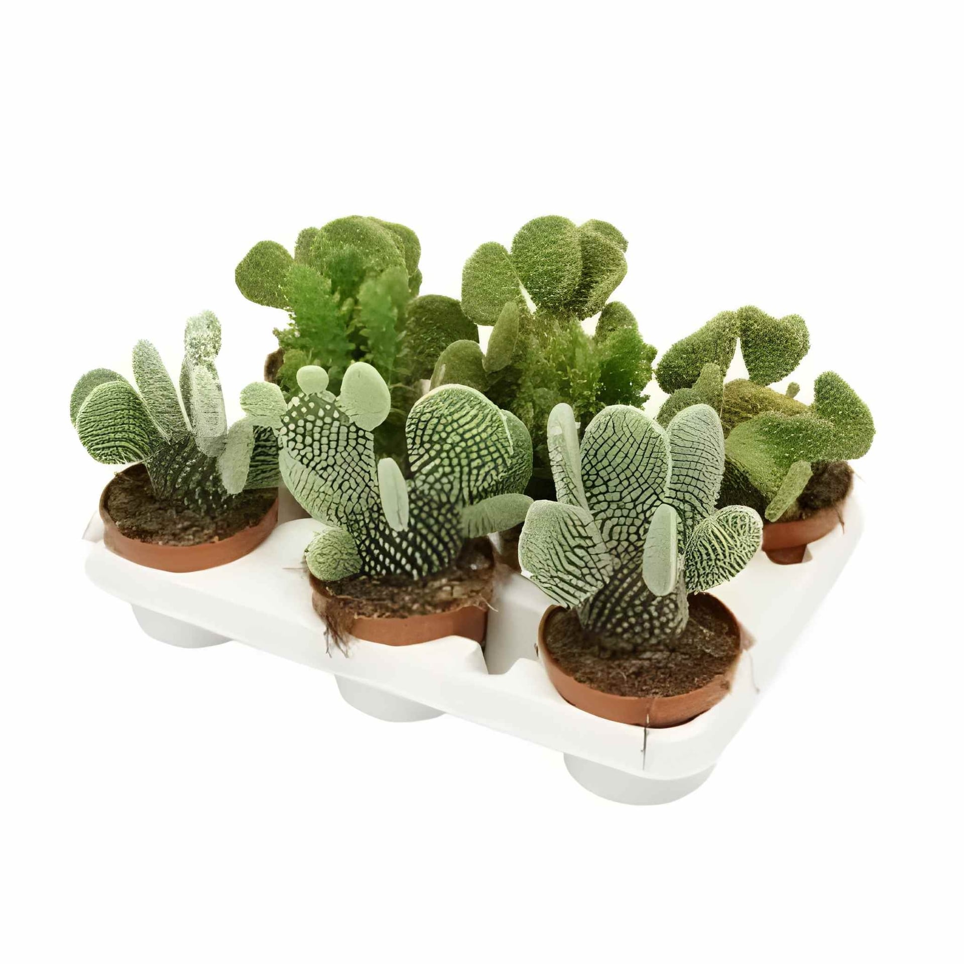 Опунтия Opuntia mix D10,5