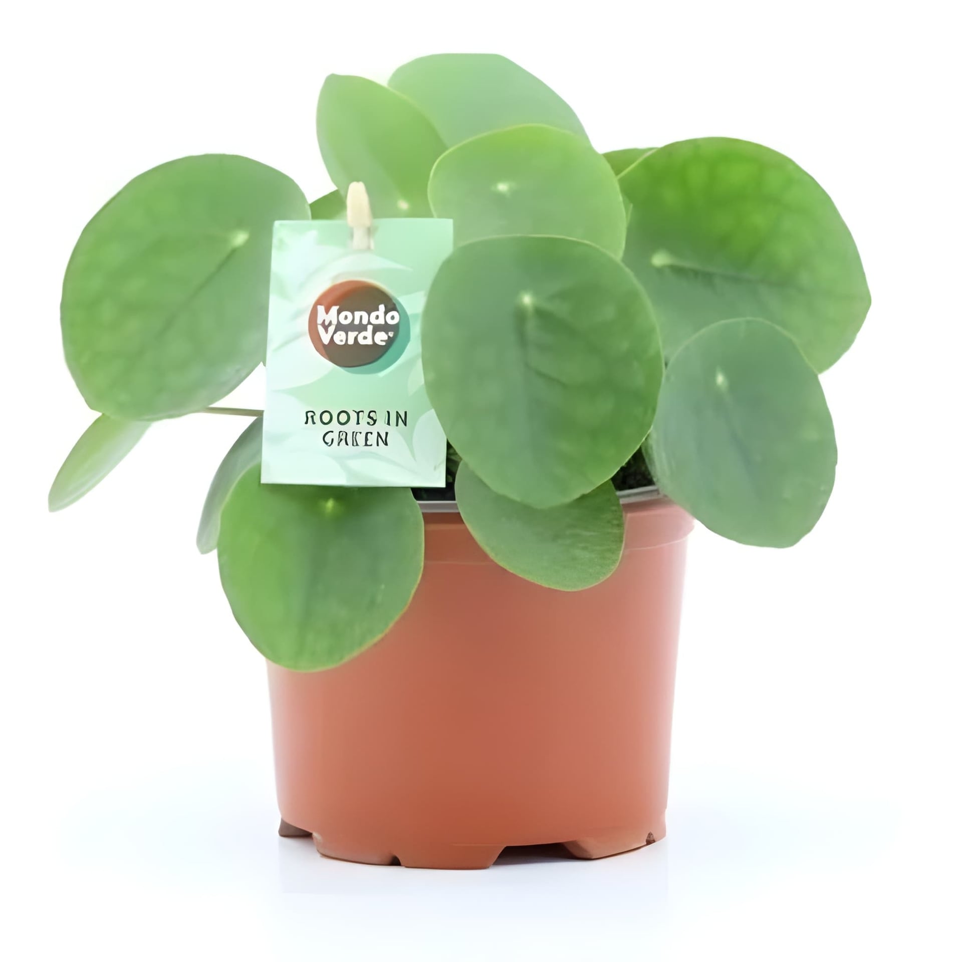 Пилеа Pilea C12