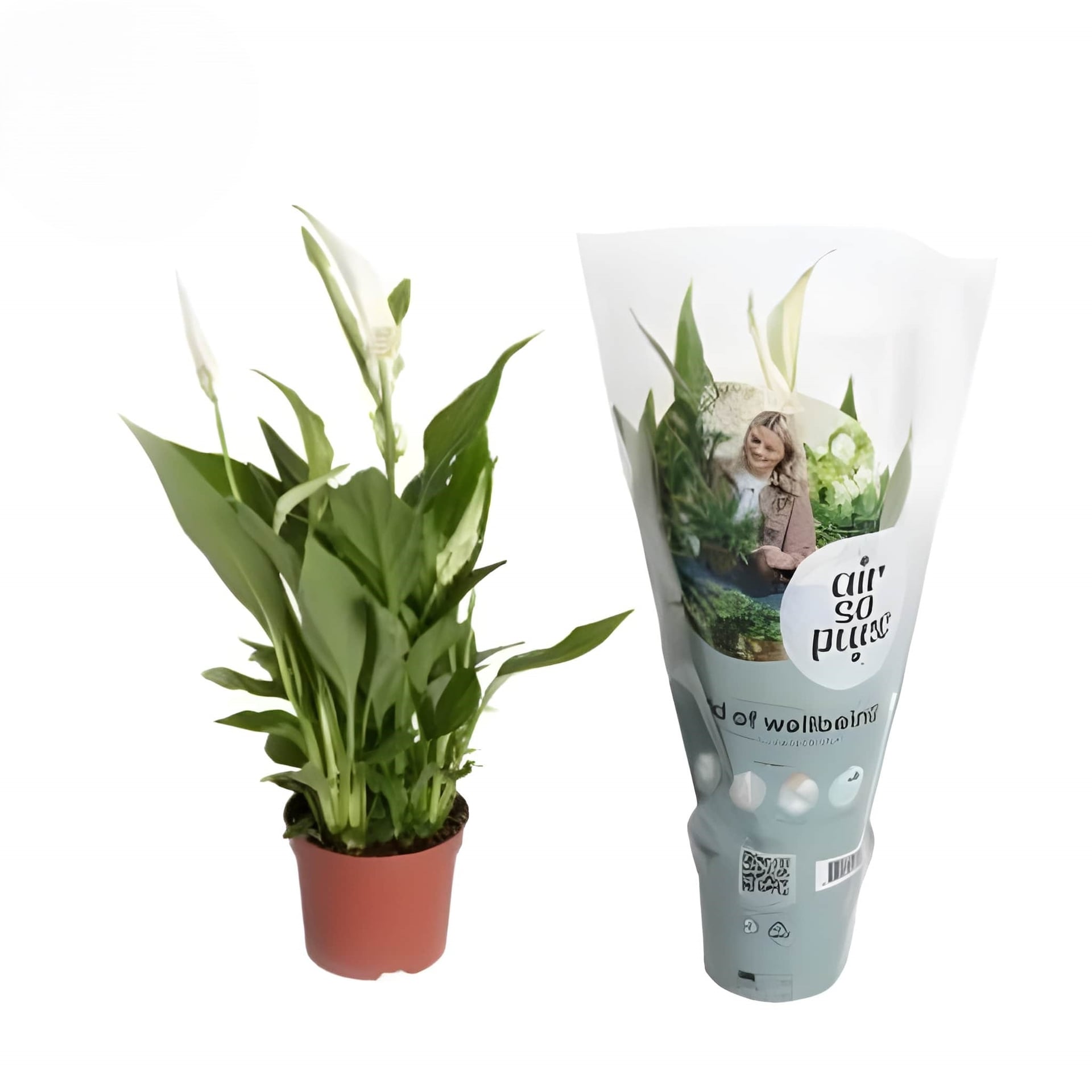 Спатифилум Spathiphyllum C9 / 30см